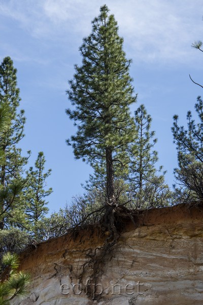 Malakoff Diggins State Park