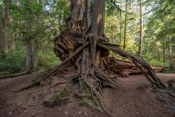 Olympic Peninsula, Washington