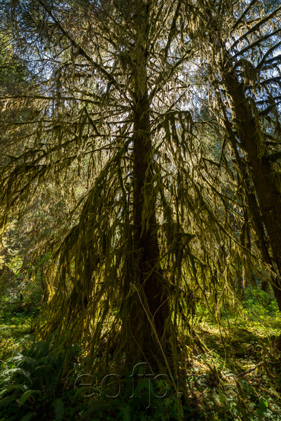 Olympic Peninsula, Washington