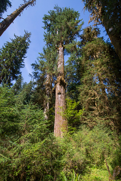 Olympic Peninsula, Washington