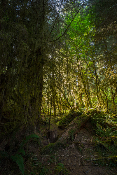 Olympic Peninsula, Washington