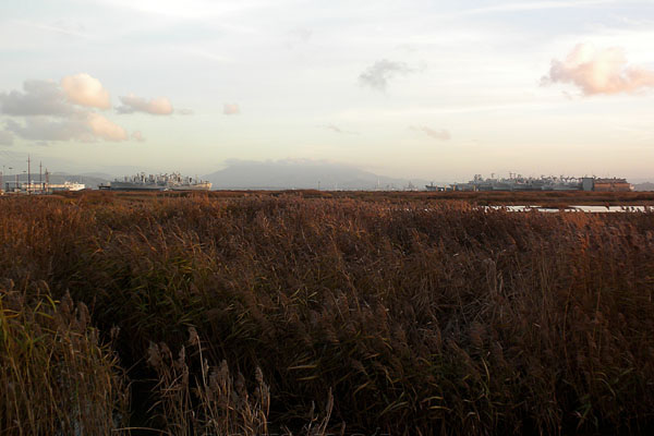 Ship Graveyard Suisun Bay CA