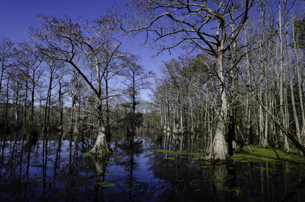 Great Dismal Swamp, North Carolina