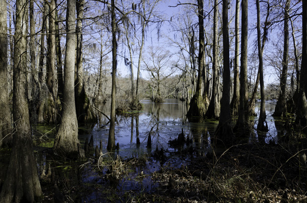 Great Dismal Swamp, North Carolina