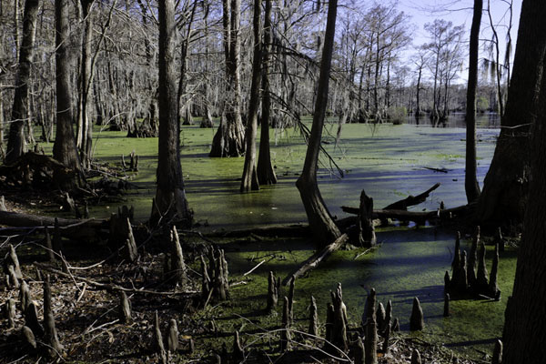 Great Dismal Swamp, North Carolina