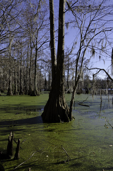 Great Dismal Swamp, North Carolina