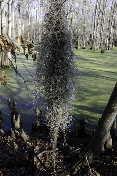 Great Dismal Swamp, North Carolina