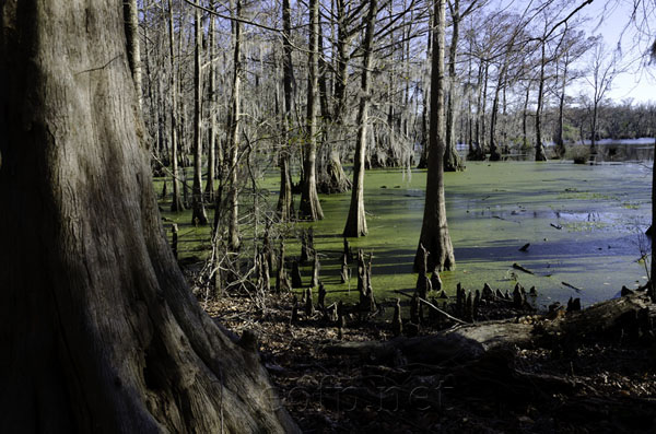 Great Dismal Swamp, North Carolina