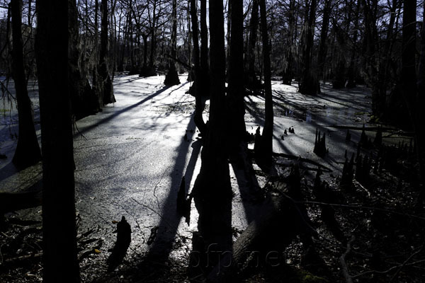 Great Dismal Swamp, North Carolina