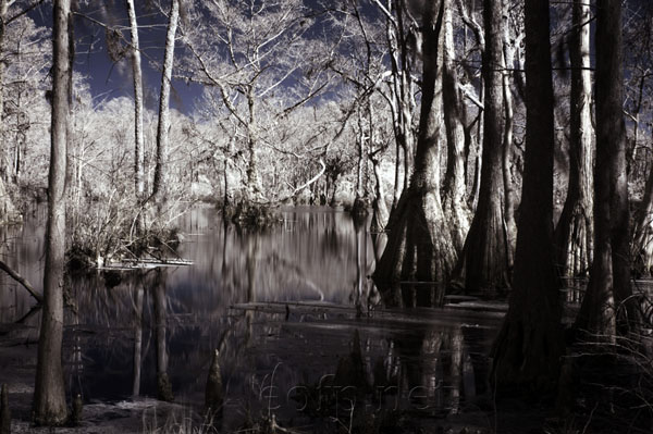 Great Dismal Swamp, North Carolina