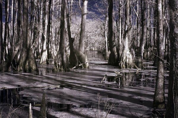 Great Dismal Swamp, North Carolina