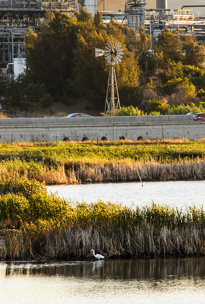 Waterbird Park, Martinez CA