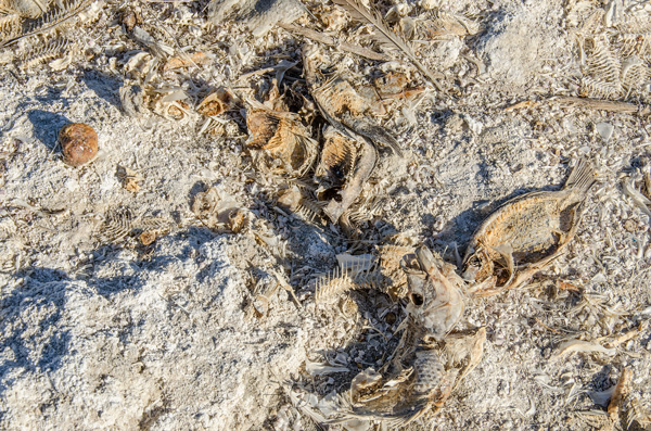 Salton Sea, California