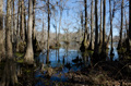 Great Dismal Swamp